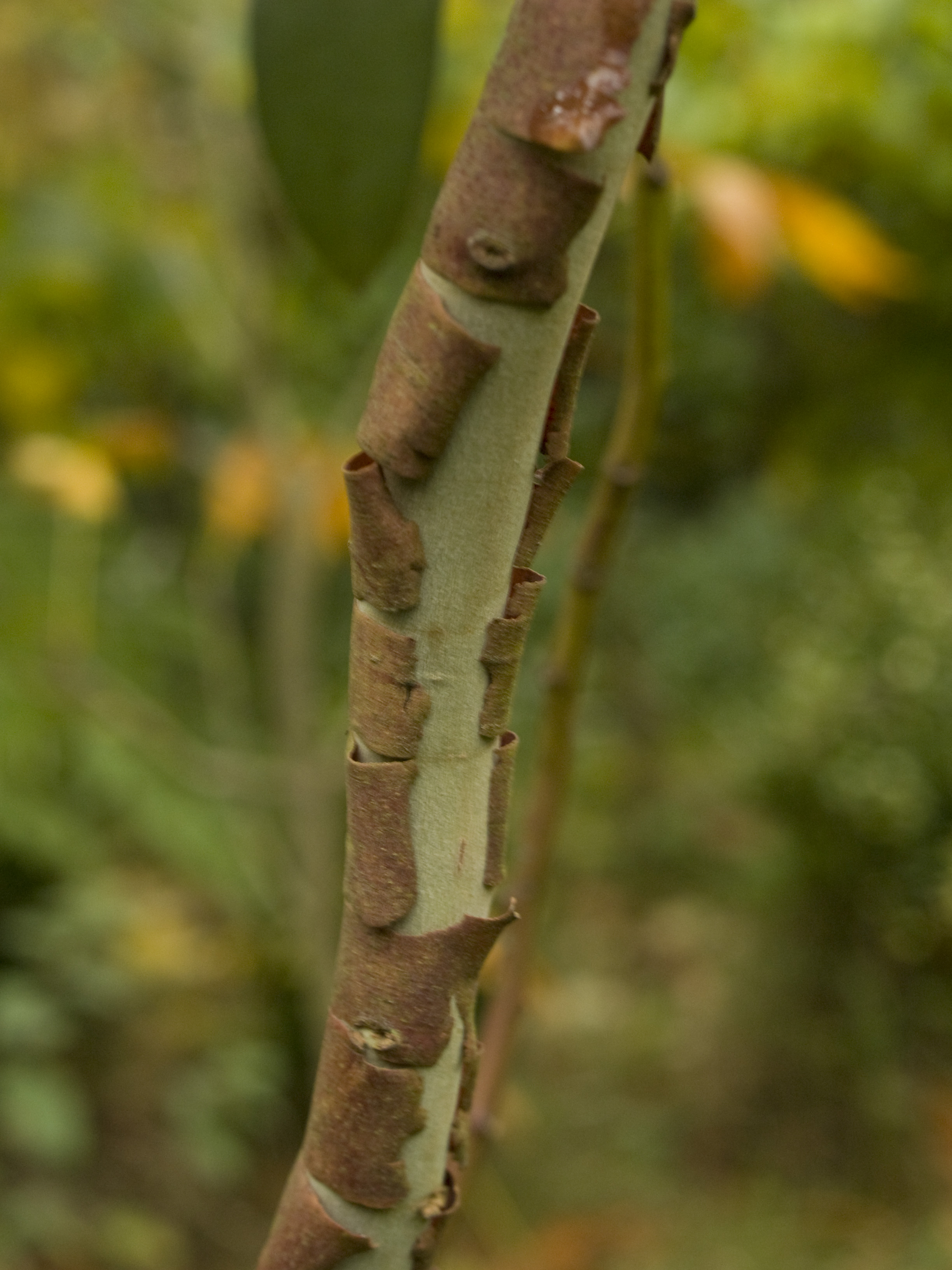 Eucalyptus nippophila